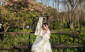 徜徉櫻花花海，來場動漫之旅