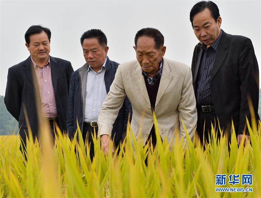 （壯麗70年·奮斗新時(shí)代——共和國(guó)榮光·圖文互動(dòng)）（2）袁隆平：把對(duì)祖國(guó)的熱忱結(jié)成飽滿的稻穗