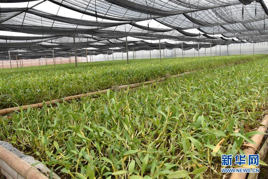 （決戰(zhàn)決勝脫貧攻堅·圖文互動）（1）這個脫貧縣的石頭為何比土金貴？