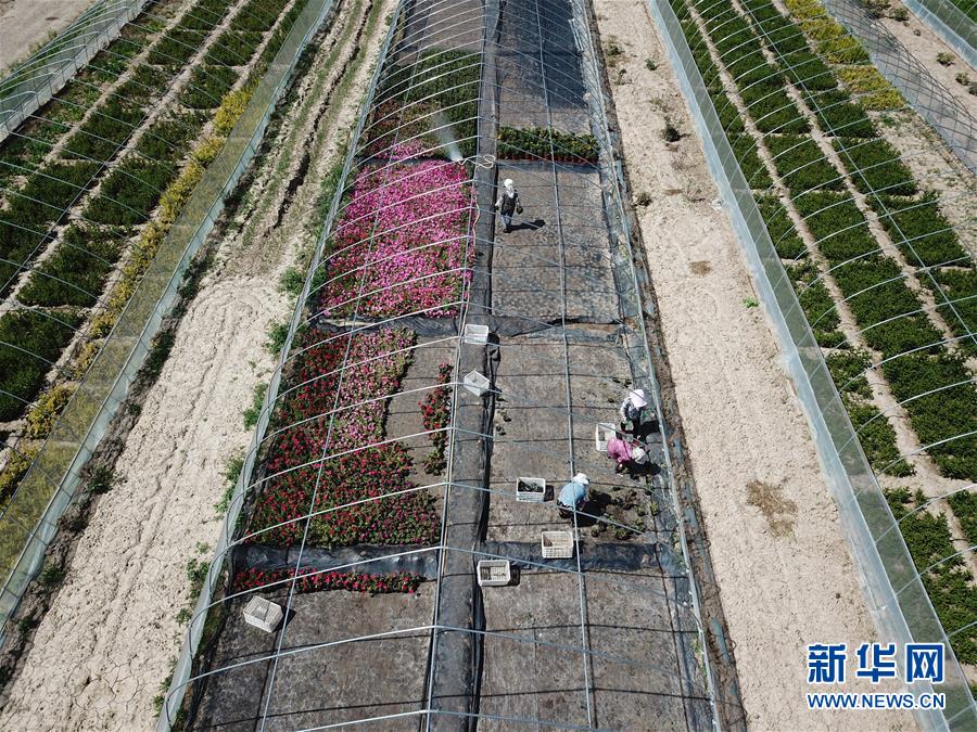 （新華全媒頭條·走向我們的小康生活·圖文互動）（1）“苦甲”不再，“甘味”綿長——脫貧攻堅的甘肅味道