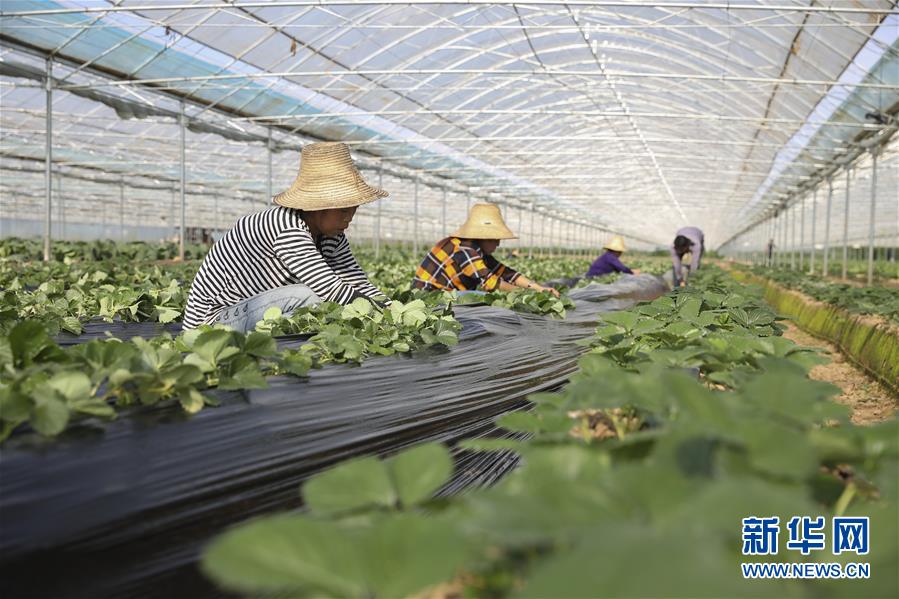 （新華全媒頭條·決戰(zhàn)決勝脫貧攻堅·督戰(zhàn)未摘帽貧困縣·圖文互動）（12）不獲全勝，決不收兵——全國52個掛牌督戰(zhàn)貧困縣脫貧攻堅紀(jì)實