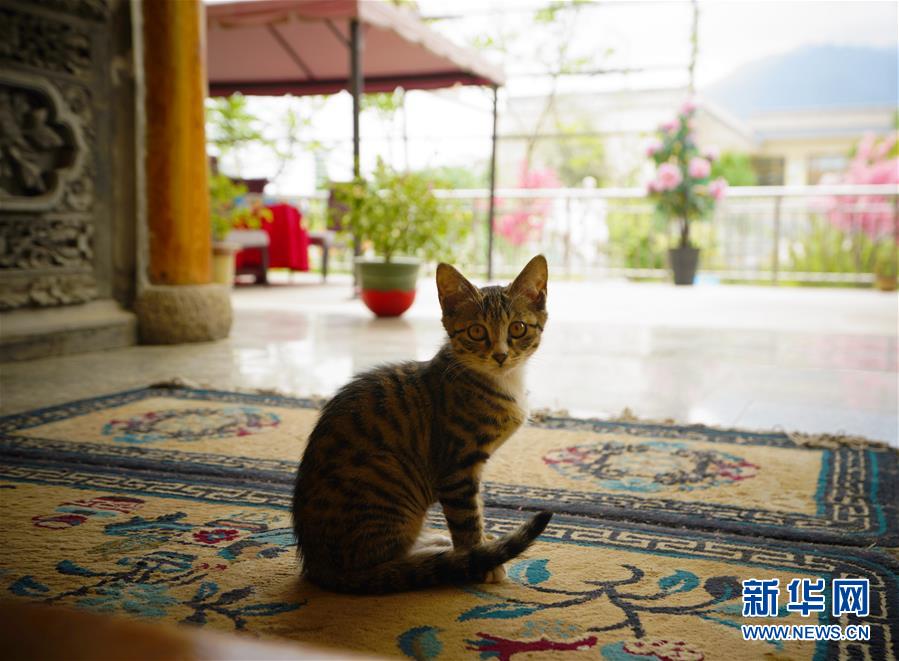 （走向我們的小康生活·決戰(zhàn)決勝脫貧攻堅·圖文互動）（3）甘青交界處的跨越——保安族、撒拉族的脫貧故事