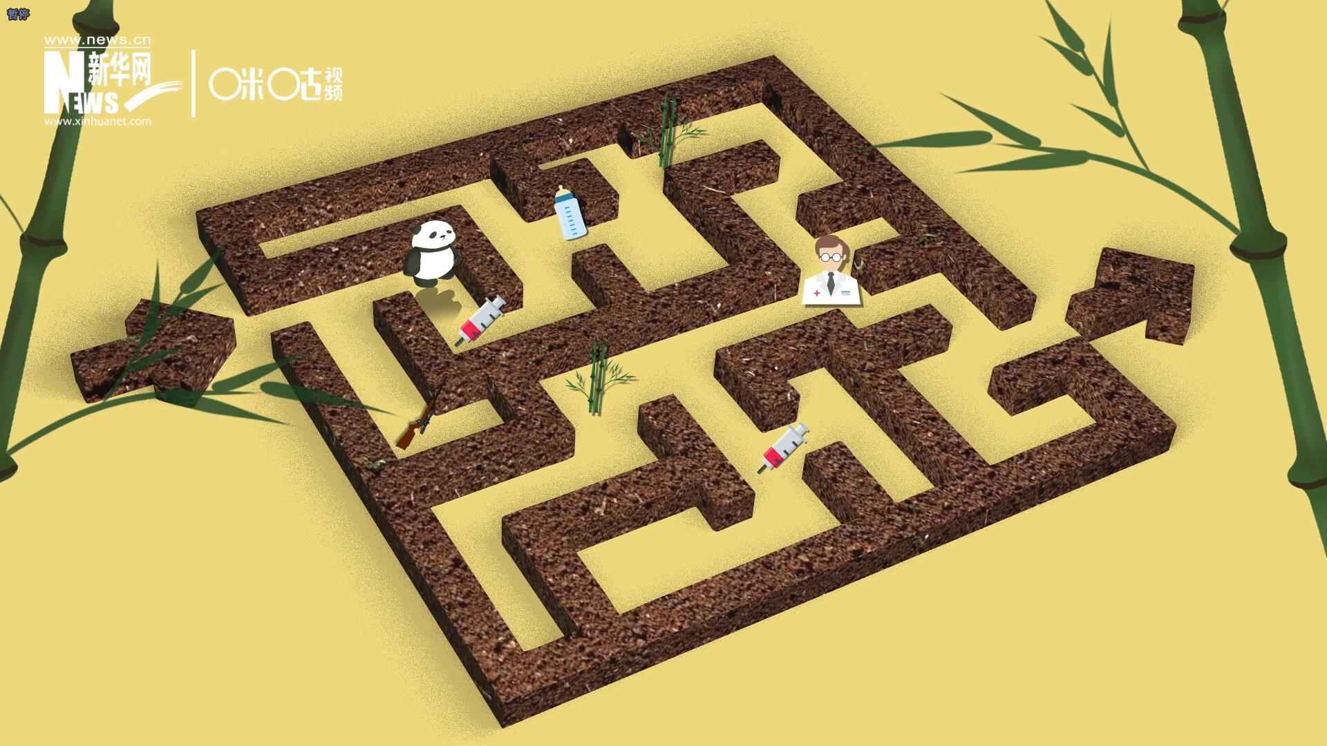 2016年，國際自然保護(hù)聯(lián)盟將大熊貓的物種瀕危等級，從“瀕危”下降到了“易危”。