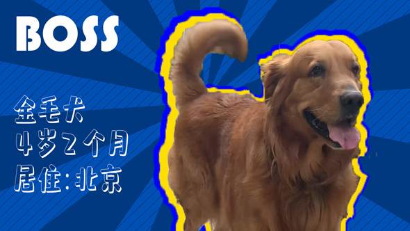有效拴繩&科學(xué)遛狗——如何文明養(yǎng)犬？“撿屎官”們快看過來！