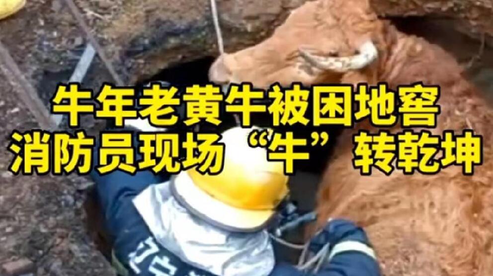 牛年老黃牛被困地窖，消防員現(xiàn)場“牛”轉(zhuǎn)乾坤！