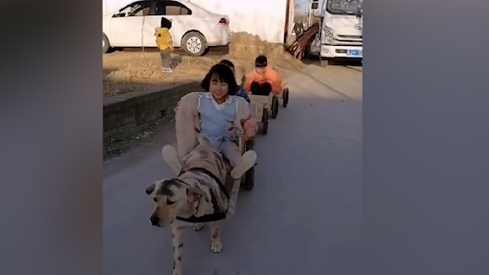 男子給孩子做縮小版小火車，家里的狗狗做動(dòng)力拉著孩子上學(xué)