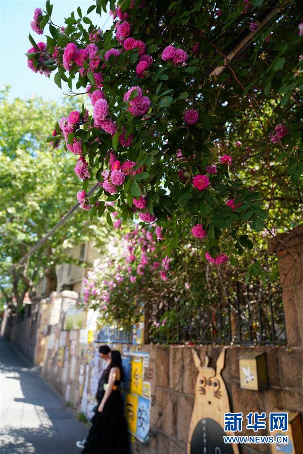 （上合青島峰會(huì)）（4）青島：花滿(mǎn)島城待賓朋  