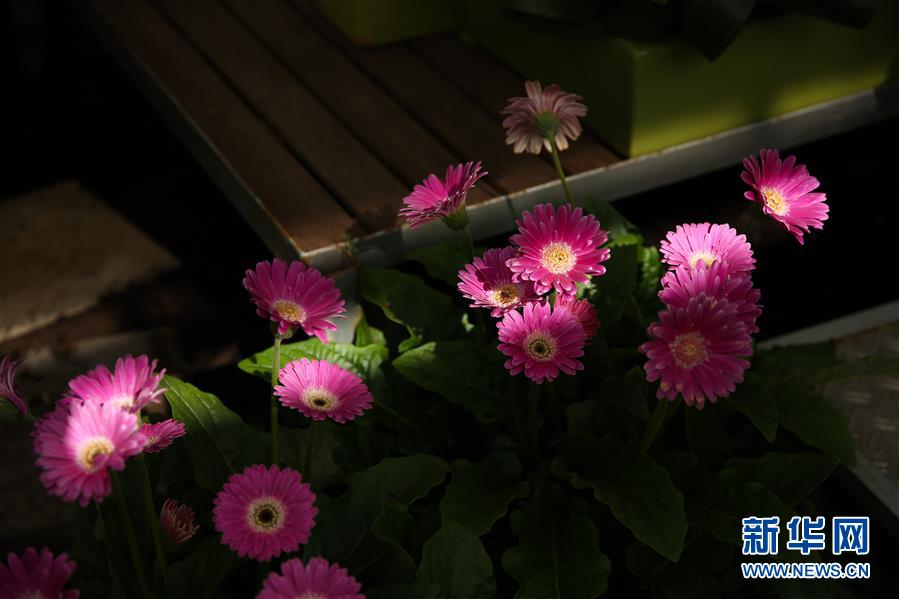 （國際·北京世園會）（19）世界園林巡禮——比利時(shí)拜加登城堡